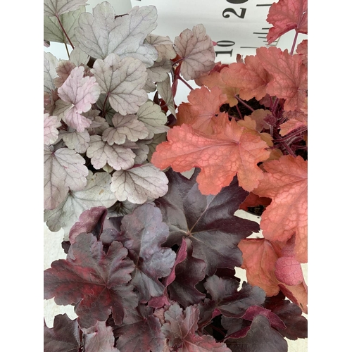 115 - THREE MIXED HEUCHERAS FIRE ALARM, SILVER GUMDROP AND ODSIDIAN IN 2 LTR POTS 30-40CM IN HEIGHT PLUS V... 