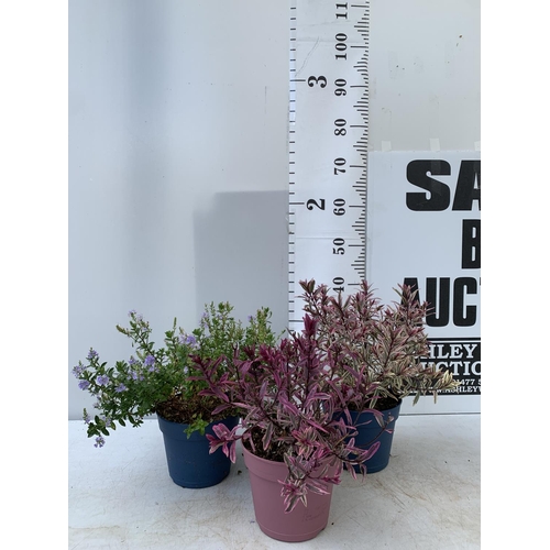 121 - THREE MIXED HEBES 'HEARTBREAKER' 'TRUE LOVE' AND 'GARDEN BEAUTY' IN 3 LTR POTS APPROX 50CM IN HEIGHT... 