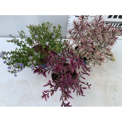 121 - THREE MIXED HEBES 'HEARTBREAKER' 'TRUE LOVE' AND 'GARDEN BEAUTY' IN 3 LTR POTS APPROX 50CM IN HEIGHT... 