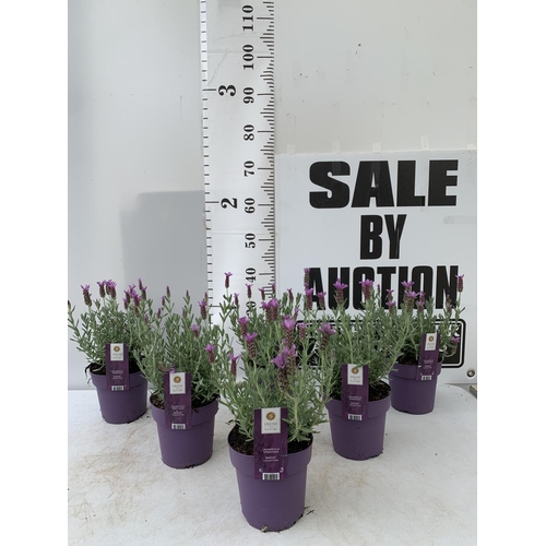 164 - SIX LAVENDER LAVANDULA ST.ANOUK IN PURPLE IN FLOWER 1.5 LITRE POTS APPROX 40CM IN HEIGHT TO BE SOLD ... 