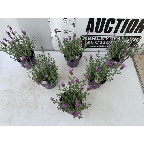 164 - SIX LAVENDER LAVANDULA ST.ANOUK IN PURPLE IN FLOWER 1.5 LITRE POTS APPROX 40CM IN HEIGHT TO BE SOLD ... 