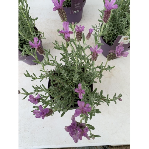 164 - SIX LAVENDER LAVANDULA ST.ANOUK IN PURPLE IN FLOWER 1.5 LITRE POTS APPROX 40CM IN HEIGHT TO BE SOLD ... 