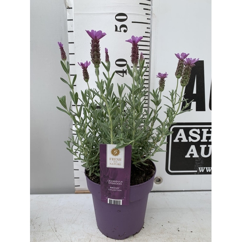 164 - SIX LAVENDER LAVANDULA ST.ANOUK IN PURPLE IN FLOWER 1.5 LITRE POTS APPROX 40CM IN HEIGHT TO BE SOLD ... 