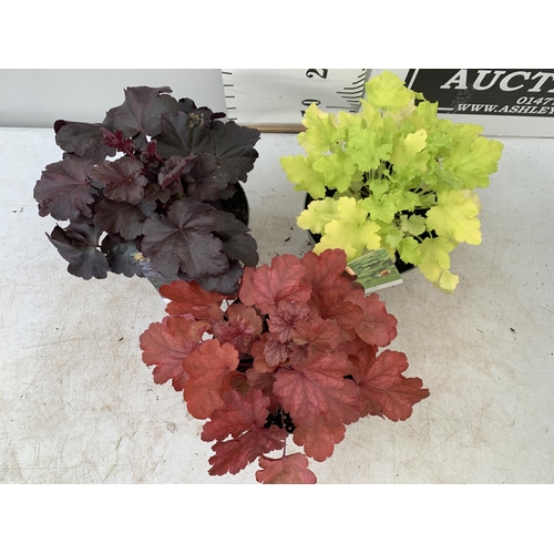 168 - THREE MIXED HEUCHERAS FIRE ALARM, LIME MARMALADE AND ODSIDIAN IN 2 LTR POTS 30-40CM IN HEIGHT PLUS V... 