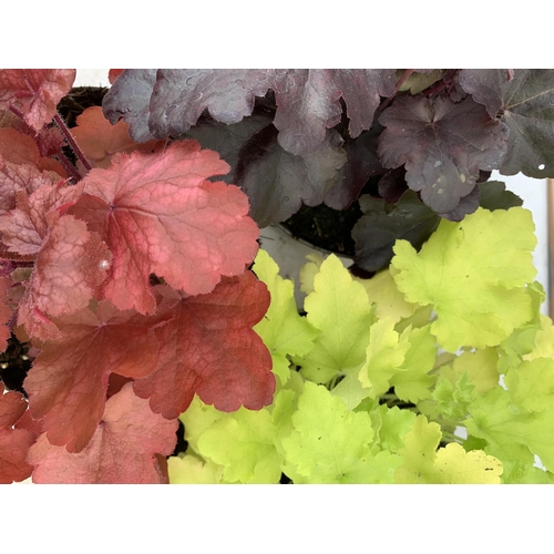 168 - THREE MIXED HEUCHERAS FIRE ALARM, LIME MARMALADE AND ODSIDIAN IN 2 LTR POTS 30-40CM IN HEIGHT PLUS V... 