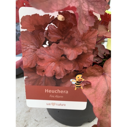 168 - THREE MIXED HEUCHERAS FIRE ALARM, LIME MARMALADE AND ODSIDIAN IN 2 LTR POTS 30-40CM IN HEIGHT PLUS V... 