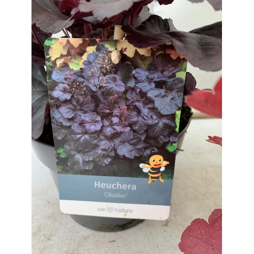 168 - THREE MIXED HEUCHERAS FIRE ALARM, LIME MARMALADE AND ODSIDIAN IN 2 LTR POTS 30-40CM IN HEIGHT PLUS V... 