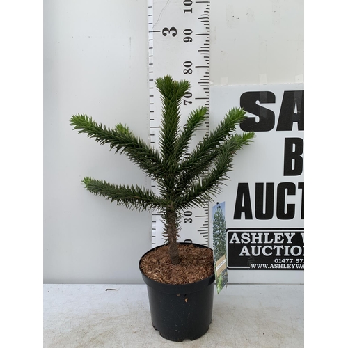 18 - ONE MONKEY PUZZLE TREE ARAUCARIA ARAUCANA IN A 5 LTR POT APPROX 70CM IN HEIGHT PLUS VAT