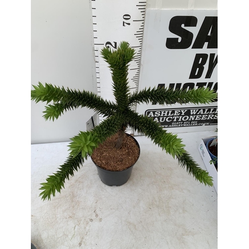 18 - ONE MONKEY PUZZLE TREE ARAUCARIA ARAUCANA IN A 5 LTR POT APPROX 70CM IN HEIGHT PLUS VAT