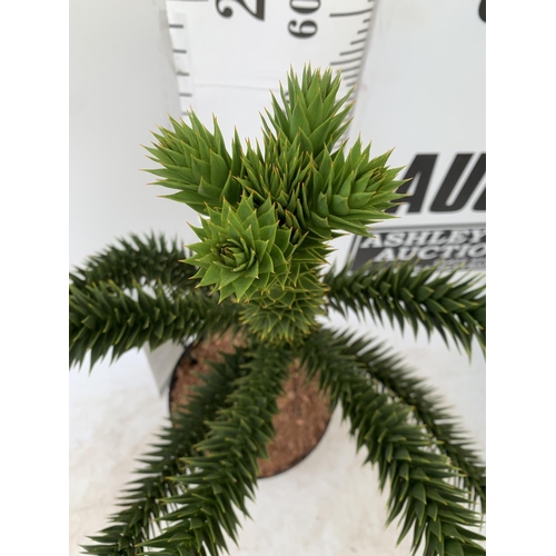 18 - ONE MONKEY PUZZLE TREE ARAUCARIA ARAUCANA IN A 5 LTR POT APPROX 70CM IN HEIGHT PLUS VAT