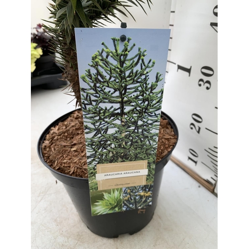 18 - ONE MONKEY PUZZLE TREE ARAUCARIA ARAUCANA IN A 5 LTR POT APPROX 70CM IN HEIGHT PLUS VAT