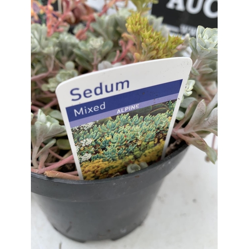 24 - SIX MIXED ALPINES AND PERENNIALS TO INCLUDE SEDUMS HEBE 'SUTHERLANDII' AND PENSTEMON 'HEAVENLY BLUE'... 