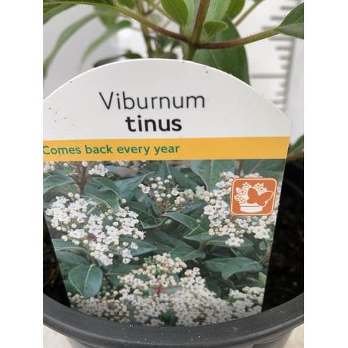 26 - SIX MIXED SHRUBS TO INCLUDE PYRACANTHA 'RED COLUMN', VIBURNUM 'TINUS', LAVATERA 'BURGUNDY WINE', JUN... 