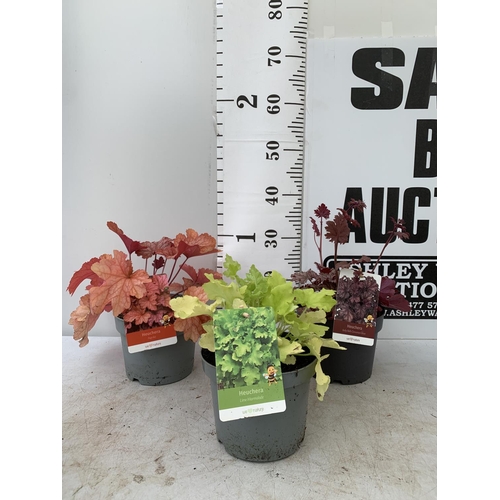 28 - THREE MIXED HEUCHERAS BABY BELLS CINNAMON GLAZE, LIME MARMALADE AND PAPRIKA IN 2 LTR POTS 30-40CM IN... 