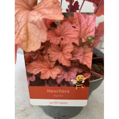 28 - THREE MIXED HEUCHERAS BABY BELLS CINNAMON GLAZE, LIME MARMALADE AND PAPRIKA IN 2 LTR POTS 30-40CM IN... 