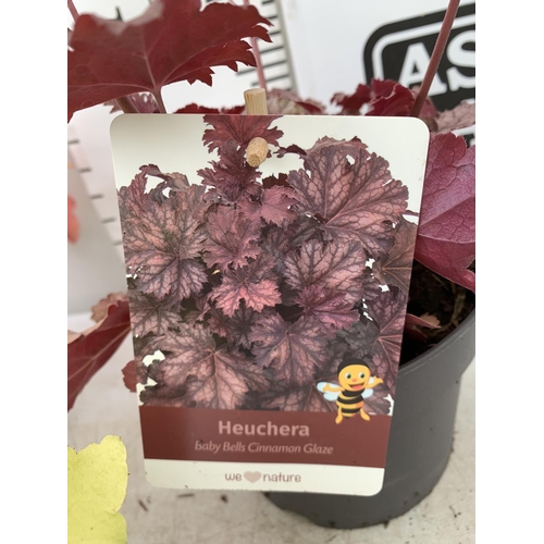 28 - THREE MIXED HEUCHERAS BABY BELLS CINNAMON GLAZE, LIME MARMALADE AND PAPRIKA IN 2 LTR POTS 30-40CM IN... 