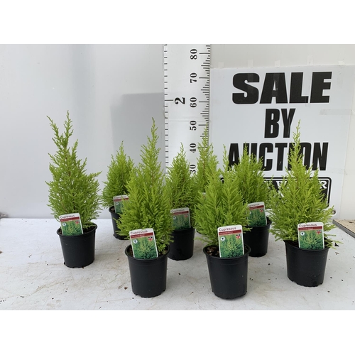 37 - EIGHT CONIFERS CUPRESSUS MACROCARPA 'WILMA' IN 1 LTR POTS APPROX 50CM IN HEIGHT PLUS VAT TO BE SOLD ... 