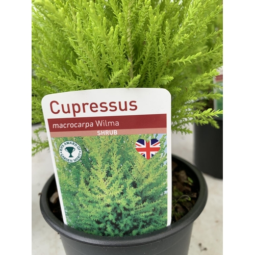 37 - EIGHT CONIFERS CUPRESSUS MACROCARPA 'WILMA' IN 1 LTR POTS APPROX 50CM IN HEIGHT PLUS VAT TO BE SOLD ... 