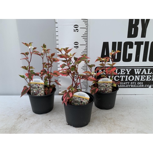 38 - THREE HOUTTENYIA 'CHAMELEON' IN FLOWER IN 2 LTR POTS APPROX 40CM IN HEIGHT PLUS VAT TO BE SOLD FOR T... 