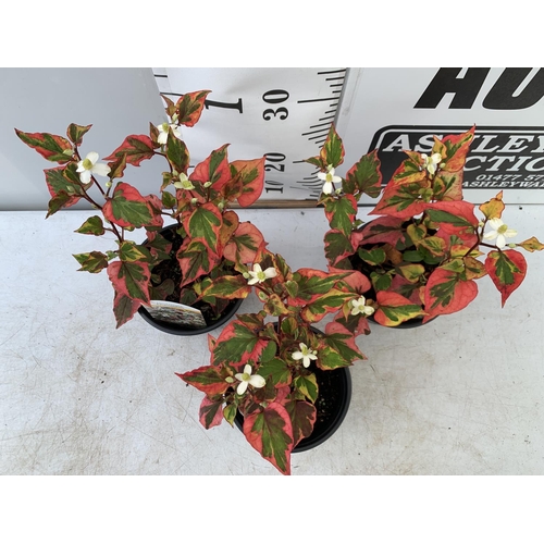 38 - THREE HOUTTENYIA 'CHAMELEON' IN FLOWER IN 2 LTR POTS APPROX 40CM IN HEIGHT PLUS VAT TO BE SOLD FOR T... 