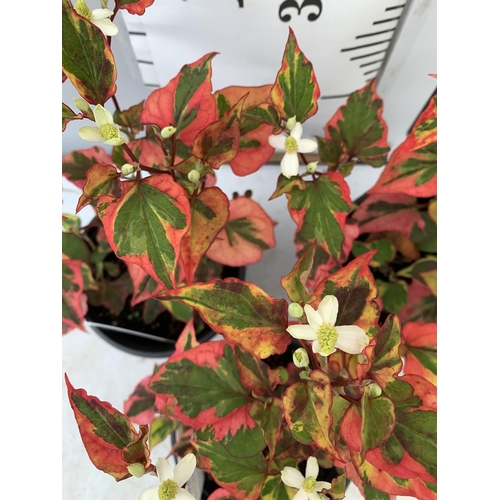 38 - THREE HOUTTENYIA 'CHAMELEON' IN FLOWER IN 2 LTR POTS APPROX 40CM IN HEIGHT PLUS VAT TO BE SOLD FOR T... 