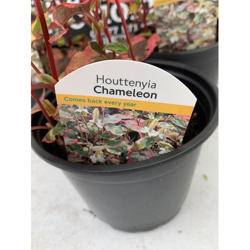 38 - THREE HOUTTENYIA 'CHAMELEON' IN FLOWER IN 2 LTR POTS APPROX 40CM IN HEIGHT PLUS VAT TO BE SOLD FOR T... 