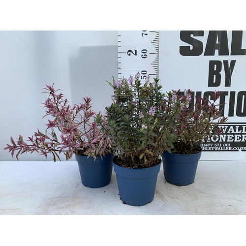 42 - THREE MIXED HEBES 'HEARTBREAKER' 'TRUE LOVE' AND 'GARDEN BEAUTY' IN 3 LTR POTS APPROX 50CM IN HEIGHT... 