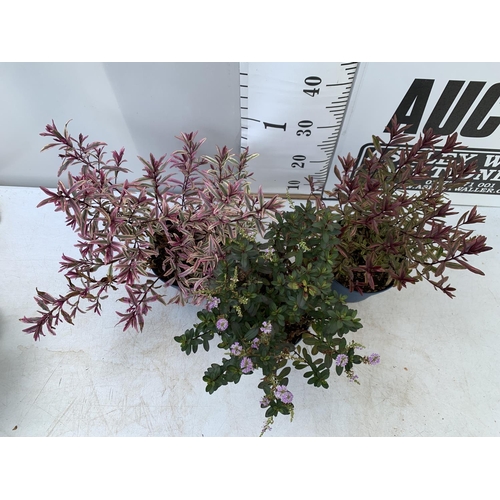 42 - THREE MIXED HEBES 'HEARTBREAKER' 'TRUE LOVE' AND 'GARDEN BEAUTY' IN 3 LTR POTS APPROX 50CM IN HEIGHT... 