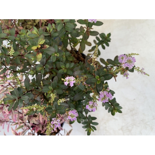 42 - THREE MIXED HEBES 'HEARTBREAKER' 'TRUE LOVE' AND 'GARDEN BEAUTY' IN 3 LTR POTS APPROX 50CM IN HEIGHT... 