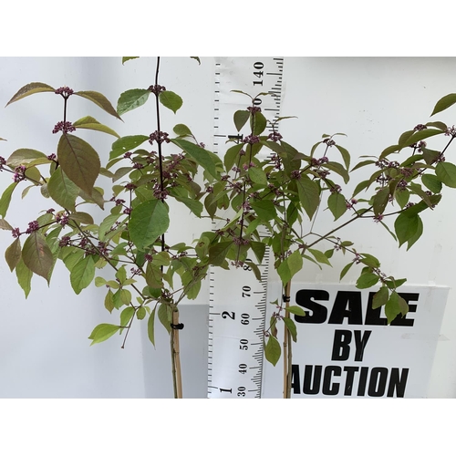 53 - TWO PURPLE CALLICARPA STANDARD TREES BODINIERI PROFUSION IN 4 LTR POTS 140CM IN HEIGHT PLUS VAT TO B... 