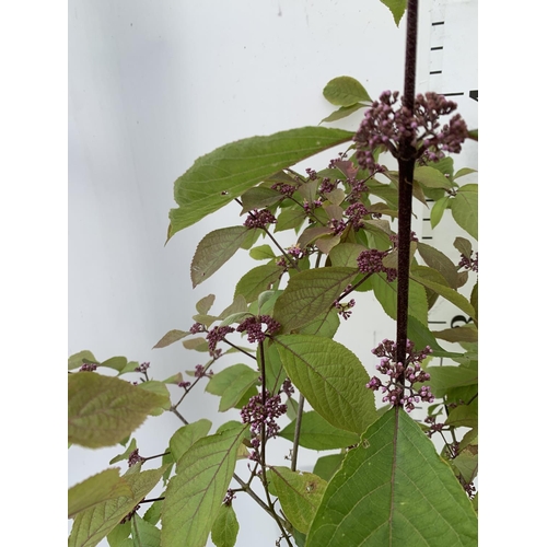 53 - TWO PURPLE CALLICARPA STANDARD TREES BODINIERI PROFUSION IN 4 LTR POTS 140CM IN HEIGHT PLUS VAT TO B... 