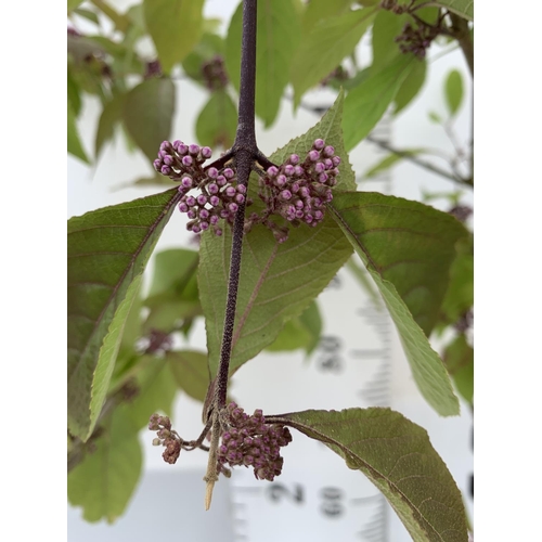 53 - TWO PURPLE CALLICARPA STANDARD TREES BODINIERI PROFUSION IN 4 LTR POTS 140CM IN HEIGHT PLUS VAT TO B... 