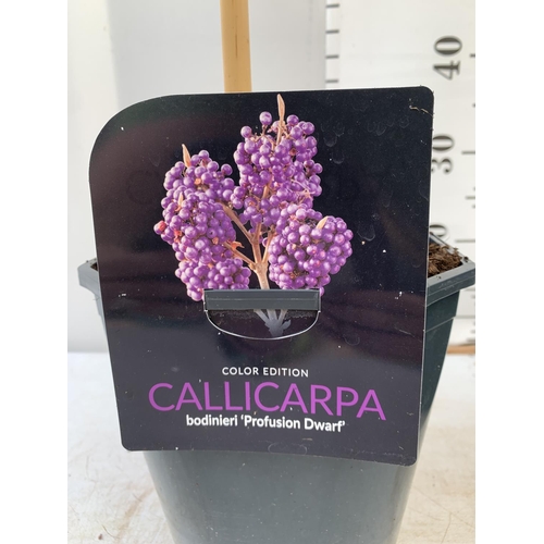 53 - TWO PURPLE CALLICARPA STANDARD TREES BODINIERI PROFUSION IN 4 LTR POTS 140CM IN HEIGHT PLUS VAT TO B... 