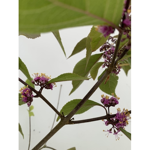 53 - TWO PURPLE CALLICARPA STANDARD TREES BODINIERI PROFUSION IN 4 LTR POTS 140CM IN HEIGHT PLUS VAT TO B... 