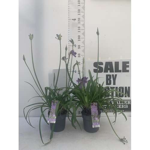 63 - TWO AGAPANTHUS POPPING PURPLE IN FLOWER APPROX 110CM IN HEIGHT IN 3 LTR POTS PLUS VAT TO BE SOLD FOR... 