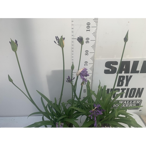 63 - TWO AGAPANTHUS POPPING PURPLE IN FLOWER APPROX 110CM IN HEIGHT IN 3 LTR POTS PLUS VAT TO BE SOLD FOR... 