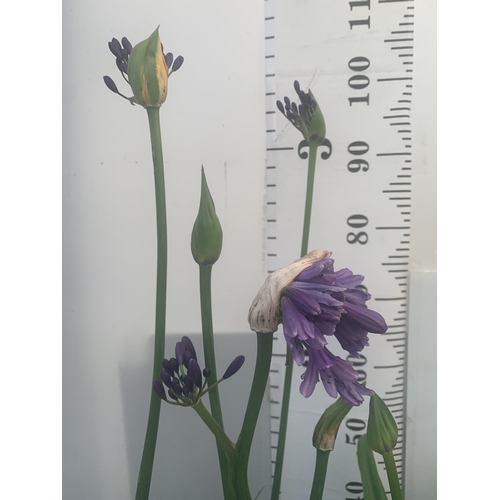 63 - TWO AGAPANTHUS POPPING PURPLE IN FLOWER APPROX 110CM IN HEIGHT IN 3 LTR POTS PLUS VAT TO BE SOLD FOR... 