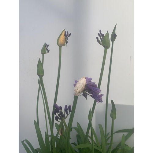 63 - TWO AGAPANTHUS POPPING PURPLE IN FLOWER APPROX 110CM IN HEIGHT IN 3 LTR POTS PLUS VAT TO BE SOLD FOR... 