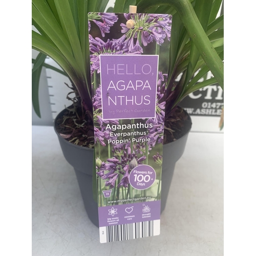 63 - TWO AGAPANTHUS POPPING PURPLE IN FLOWER APPROX 110CM IN HEIGHT IN 3 LTR POTS PLUS VAT TO BE SOLD FOR... 