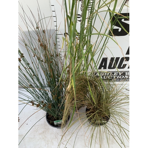 73 - THREE MIXED ORNAMENTAL GRASSES TO INCLUDE ONE CAREX FLAGELLIFEAR AURUGA, ONE CALAMAGROSTIS KARL FOER... 