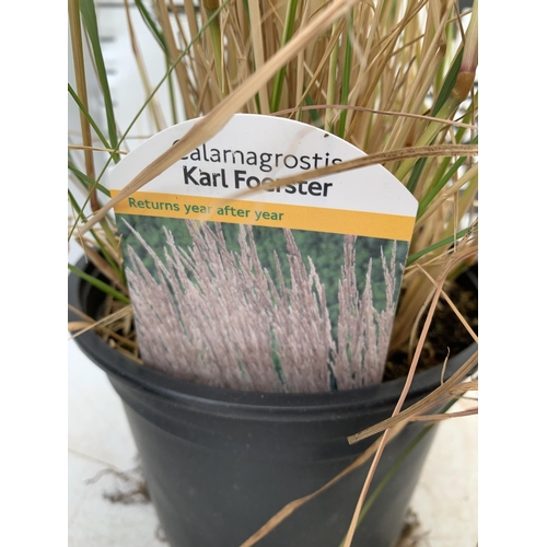 73 - THREE MIXED ORNAMENTAL GRASSES TO INCLUDE ONE CAREX FLAGELLIFEAR AURUGA, ONE CALAMAGROSTIS KARL FOER... 