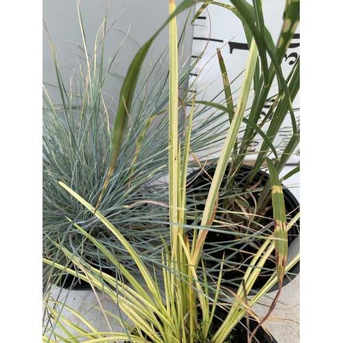 74 - THREE MIXED ORNAMENTAL GRASSES TO INCLUDE ONE MISCANTHUS GOLD BAR, ONE FESTUCA 'ELIJAH BLUE', AND ON... 