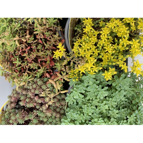 78 - EIGHT VARIOUS VARIETIES OF SEDUM WITH CARDS IN SIZE P13 POTS TO BE SOLD FOR THE EIGHT PLUS VAT