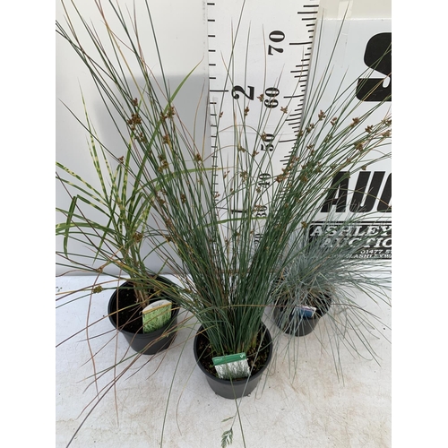 87 - THREE MIXED ORNAMENTAL GRASSES TO INCLUDE ONE MISCANTHUS GOLD BAR, ONE FESTUCA 'ELIJAH BLUE', AND ON... 