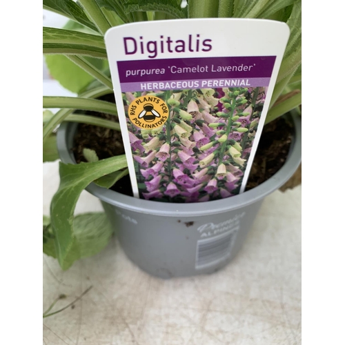 92 - SIX MIXED PERENNIALS TO INCLUDE AN FOXGLOVE DIGITALIS 'CAMELOT LAVENDER', LUPINS 'NOBELS SERIES', CO... 