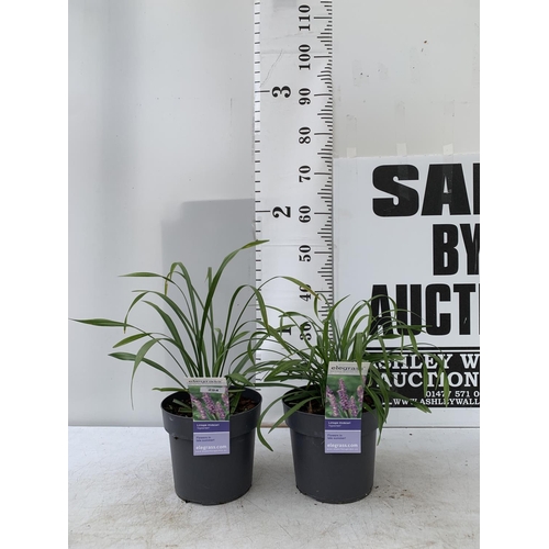 94 - TWO HARDY ORNAMENTAL GRASSES LIRIOPE MUSCARI 'INGWERSEN' IN 3 LTR POTS APPROX 40-50CM IN HEIGHT PLUS... 