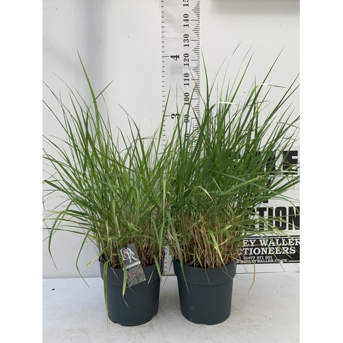 95 - TWO ORNAMENTAL GRASSES 'PANICUM SQUAW'  APPROX 130CM IN HEIGHT IN 10 LTR POTS PLUS VAT TO BE SOLD FO... 