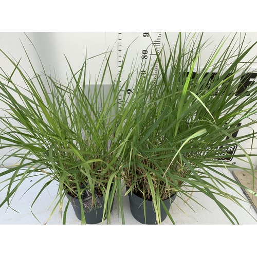 95 - TWO ORNAMENTAL GRASSES 'PANICUM SQUAW'  APPROX 130CM IN HEIGHT IN 10 LTR POTS PLUS VAT TO BE SOLD FO... 