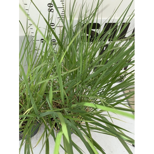 95 - TWO ORNAMENTAL GRASSES 'PANICUM SQUAW'  APPROX 130CM IN HEIGHT IN 10 LTR POTS PLUS VAT TO BE SOLD FO... 