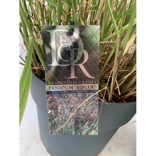 95 - TWO ORNAMENTAL GRASSES 'PANICUM SQUAW'  APPROX 130CM IN HEIGHT IN 10 LTR POTS PLUS VAT TO BE SOLD FO... 